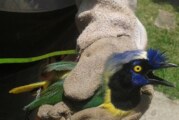Incautan animales salvajes que estaban a la venta en Moreno y La Matanza