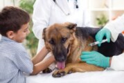 Morón celebra la Semana de los Animales con una campaña gratuita de vacunación antirrábica