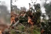 Castelar | Deforestación en terrenos de la Base Aérea