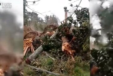 Castelar | Deforestación en terrenos de la Base Aérea