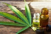 Alberto Fernández legalizó el autocultivo de cannabis medicinal