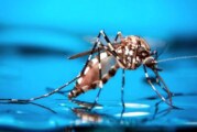 Alerta Sanitaria: Un hombre murió por dengue y hay otros 96 infectados