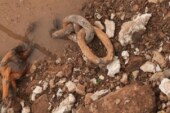 Investigadores de la UNLu analizan cadenas halladas en Vuelta de Obligado que serían las de la batalla