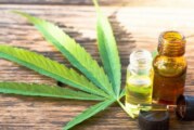 Autocultivo | Proyecto para regular el uso medicinal del cannabis en Morón