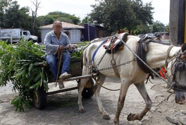 Merlo aplica controles para eliminar la tracción equina
