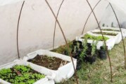 La Matanza | Capacitación virtual sobre Huerta Familiar Agroecológica