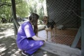 Morón | El Municipio resolverá la construcción y el traslado de un refugio canino en El Palomar