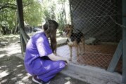 Morón | El Municipio resolverá la construcción y el traslado de un refugio canino en El Palomar