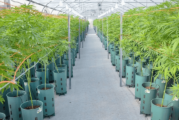 País | Presentaron el proyecto de ley para desarrollo de industria de cannabis medicinal