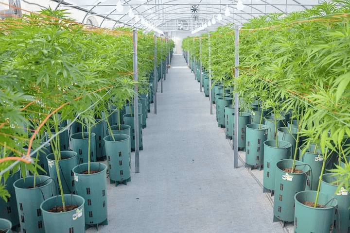 País | Presentaron el proyecto de ley para desarrollo de industria de cannabis medicinal