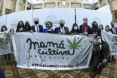 País | El Senado aprobó el marco regulatorio de producción de marihuana medicinal y cáñamo industrial