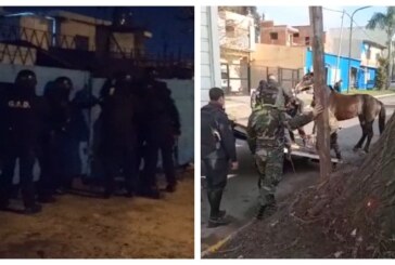 La Matanza | Rescataron a 22 caballos que sufrían maltrato y eran explotados en cinchadas