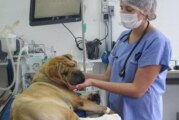 Moreno tendrá Hospital Público Veterinario