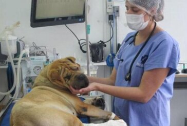 Moreno tendrá Hospital Público Veterinario