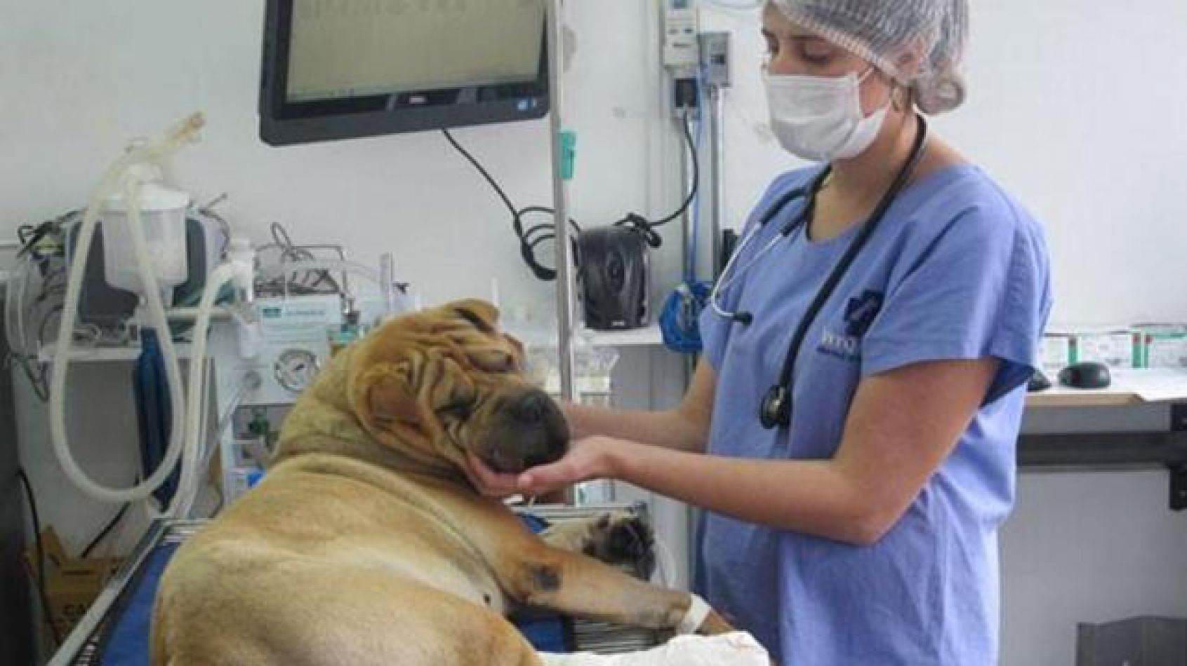 Moreno tendrá Hospital Público Veterinario