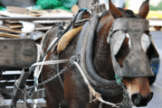 Ituzaingó | El Municipio prohibió la tracción a sangre animal