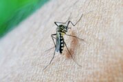 Alerta dengue | Los números en los municipios del oeste