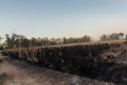 La Matanza | Nuevo incendio en el “último pulmón verde” de Virrey del Pino
