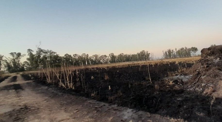 La Matanza | Nuevo incendio en el “último pulmón verde” de Virrey del Pino