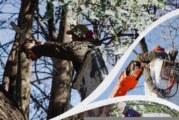 El Municipio de Hurlingham impulsa acciones de poda responsable